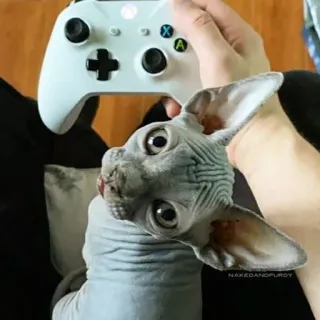 😁 16bf63dd Katze, Sphynx, Nacktkatze, Gamer, Xbox, Controller telegram sticker