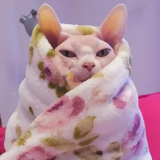😒 3976c76b Katze, Sphynx, Handtuch, Tier, Haustier, süß telegram sticker