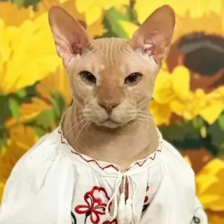 🇺🇦 52333767 Katze, Sphynx, Shirt, Blume, Sonnenblume telegram sticker