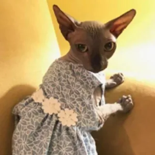 😊 5560489e Katze, Sphynx, Kleid, süß, Tier, Haustier telegram sticker