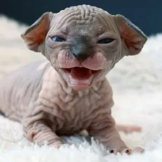 😡 6769015d Katze, Sphynx, Haarlos, Tier, Kätzchen, Lustig, Haustier telegram sticker