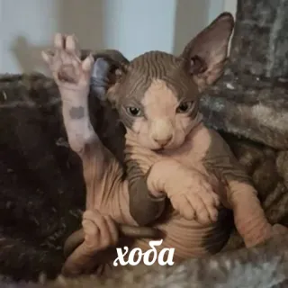 😁 6deb8d07 Хоба katze, nacktkatze, sphynx, lustig, tier, haustier telegram sticker