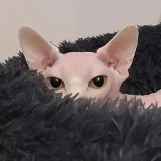😶 8c44394f Katze, Sphynx, Tier, Haustier, Augen, süß telegram sticker