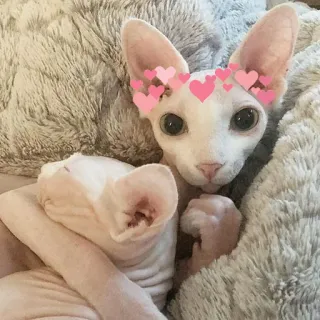 😴 a39e9446 Katze, Nacktkatze, Sphynx, Haustier, Herzen, süß, Liebe telegram sticker