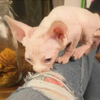 😁 b2057b28 Katze, Sphynx, Haarlos, Tier, Haustier, Kätzchen telegram sticker