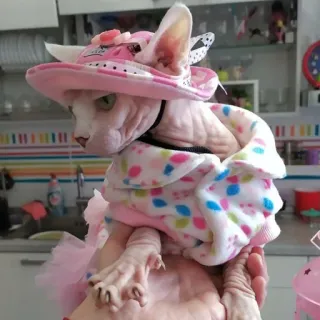 👒 ef5901be Katze, Sphynx, Hut, rosa, Kleid telegram sticker
