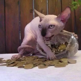 😡 ff77a120 Katze, Sphynx, Münzen, Geld, Reichtum, Tasche, Haarlos telegram sticker