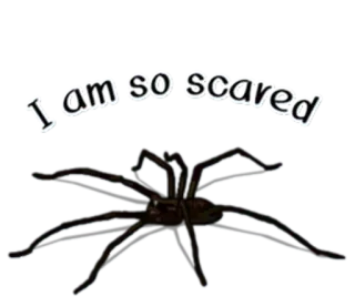 😥 09627499 I am so scared pająk, przestraszony, strach, pajęczak, robak, owad telegram sticker