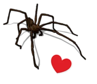 😢 d9774465 pająk, serce, pajęczak, miłość, robak, owad telegram sticker