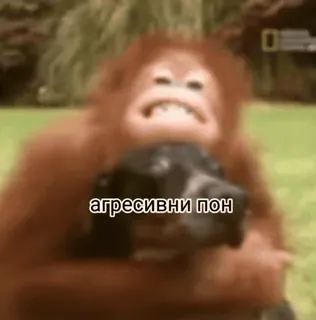 🔪 133dc0fa агресивни пон Orang-Utan, Affe, Hund, aggressiv, lustig telegram sticker