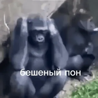👹 4deeecb4 бешеный пон Gorilla, Tiere, lustig telegram sticker