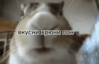 🐽 9ffa0cca вкусни хрюни пон Meerschweinchen, Tier, süß, russischer Text telegram sticker