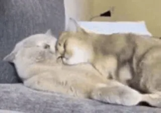 🐨 026e28b2 cats, animals, pets, affection, cuddle, friendship whatsapp sticker