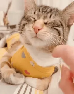 ❤️ 074c90f7 cat, animal, pet, domestic animal, feline, cute whatsapp sticker