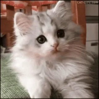 🐨 1d6b0232 cat, kitten, pet, animal, cute, fluffy, grey, white whatsapp sticker