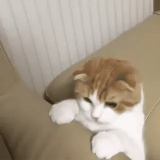 ❤️ 56b935fe cat, pet, animal, cute, kitten, domestic cat whatsapp sticker