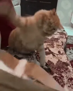 ❤️ 5ebf08d7 cat, domestic animal, feline, orange cat, pet, mammal whatsapp sticker