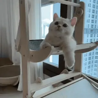 🌟 5fffd0b2 cat, kitten, pet, cute, animal, window, cat tree, domestic animal whatsapp sticker