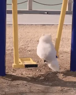 ❤️ 6a005856 cat, swing, playground, white cat, swinging whatsapp sticker