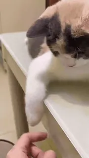 ❤️ 6d1d3f2e cat, kitten, pet, animal, paw, table, finger whatsapp sticker