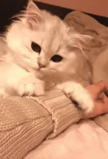 ❤️ 8d1f7d88 cat, pet, animal, cute, kitten whatsapp sticker