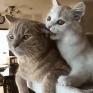 🐨 a15fd6d8 cat, kitten, animals, cute, domestic animals, pets, mother cat whatsapp sticker