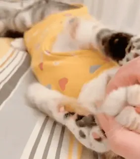 ❤️ a79fb385 cat, animal, pet, cute, domestic, kitten whatsapp sticker