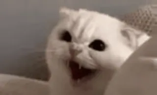 🐨 b0634f03 cat, angry, hissing, animal, pet, white cat whatsapp sticker