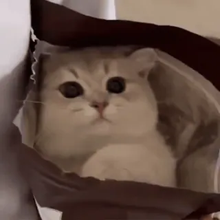 🌟 b6bbddc2 cat, animal, pet, kitten, cute, bag, funny whatsapp sticker