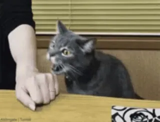 🐨 bd22b205 cat, angry, hissing, feline, domestic animal, pet whatsapp sticker