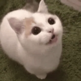 🐨 c09cbaac cat, kitten, animal, pet, cute, kawaii whatsapp sticker