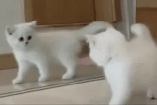 🐨 d56a8f8d cat, kitten, mirror, white, reflection, pet, animal, cute whatsapp sticker