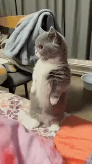 ❤️ f0a0b39b cat, animal, pet, standing, domestic cat, gray cat, british shorthair whatsapp sticker