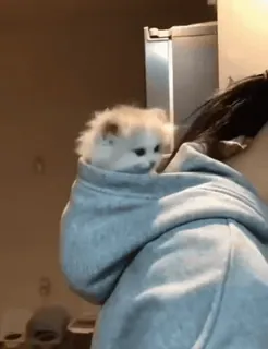 🌟 f98ed2dd kitten, cat, cute, pet, animal, hoodie, pocket whatsapp sticker