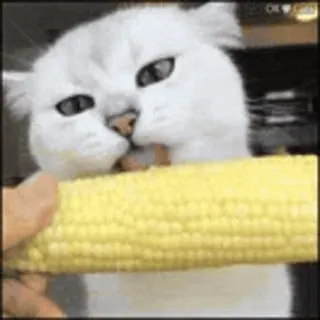 🐨 fe71fb1c cat, corn, animal, food, eating, cute whatsapp sticker