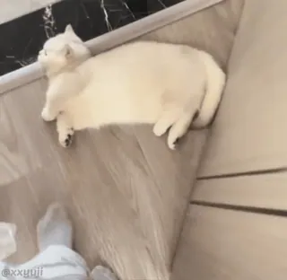 🐾 11f25d8b kot, zwierzę, zwierzę domowe, zwierzak, leniwy, śpiący, słodki whatsapp sticker