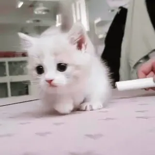 🏵 18ce460d kociak, kot, zwierzę, słodki, zwierzak, domowy whatsapp sticker