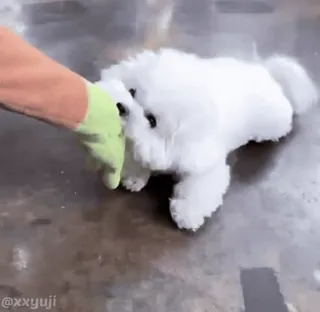 🐶 1c8b1cc3 @xxyuji pies, słodki, zwierzę domowe, zwierzę, biały, puszysty, mały pies, maltańczyk whatsapp sticker