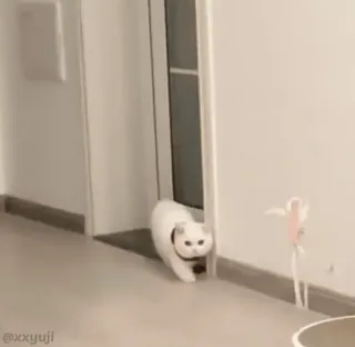 🐾 21073b29 kot, zwierzę domowe, zwierzę, kociak, oswojony, słodki, biały kot whatsapp sticker