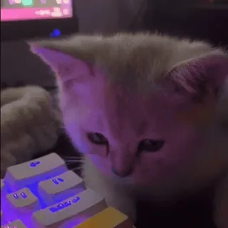 🍓 37f0aec2 kot, kociak, klawiatura, komputer, gaming, słodki, zwierzę domowe, zwierzę whatsapp sticker