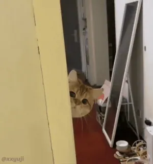 🐾 3ae32434 @xxyuji kot, zwierzę, zwierzak, patrzący, słodki, chować się, zerkać, kot domowy whatsapp sticker