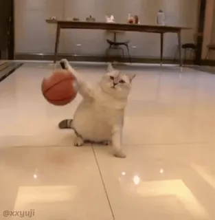 🐾 4d6cbdee @xxyuji kot, koszykówka, sport, zwierzę, słodki, zwierzę domowe whatsapp sticker