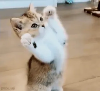 🐾 5c7190b3 @xxyuji kot, kociak, słodki, zwierzę, zwierzę domowe whatsapp sticker