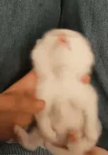 🥰 6ae2f3a3 królik, słodki, zwierzę, zwierzątko, pupil whatsapp sticker