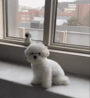 🐶 ace7476b pies, zwierzę domowe, biały, puszysty, okno, słodki, zwierzę whatsapp sticker