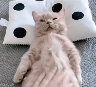 🐾 cac73e6e @kxyuji kot, słodki, zwierzę domowe, zwierzę, zrelaksowany, leżący, poduszka whatsapp sticker