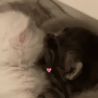 💋 e1eddcb8 kot, zwierzę domowe, zwierzę, zwierzę domowe, słodki, kociak whatsapp sticker