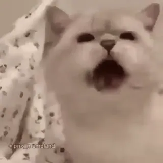 🤔 e3271d87 kot, krzyczący kot, zwierzę, mem, zwierzę domowe, biały kot whatsapp sticker