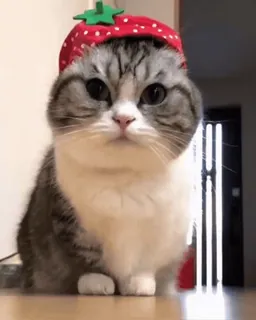 🏵 f1a2ee47 kot, truskawka, zwierzę, słodki, zwierzę domowe, kociak whatsapp sticker