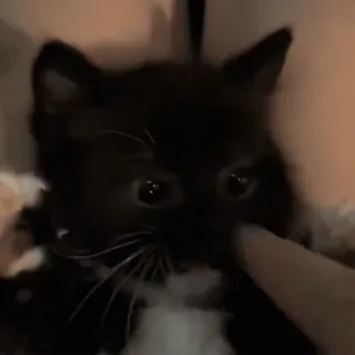 ☺️ 41cea208 кот, котёнок, милый, домашнее животное, животное, домашний, чёрный кот telegram sticker